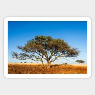 Camel thorn acacia tree in the Kalahari (C021/1700) Sticker